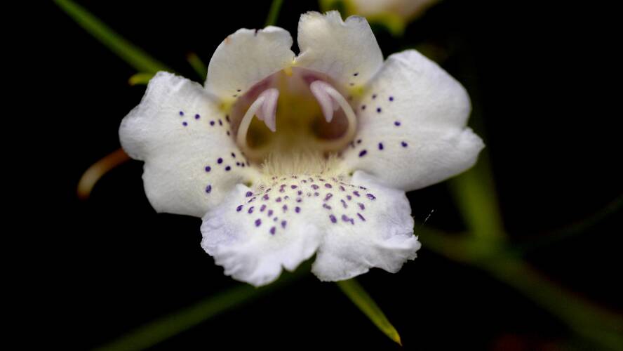 Flowering Lignum (Eremophila polyclada)
