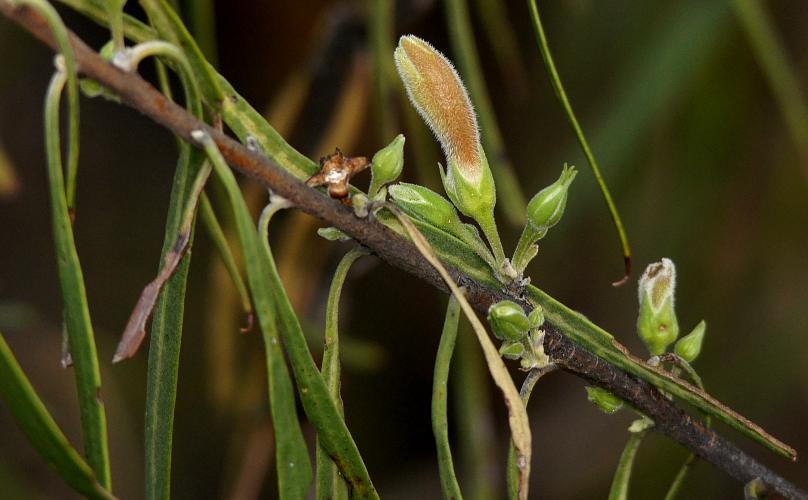 Weeping Emubush (Eremophila longifolia)