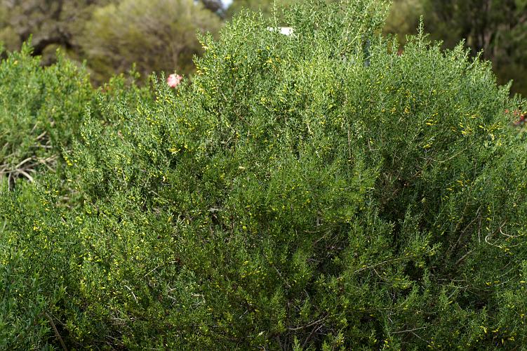 Spotted Emubush (Eremophila maculata ssp maculata)