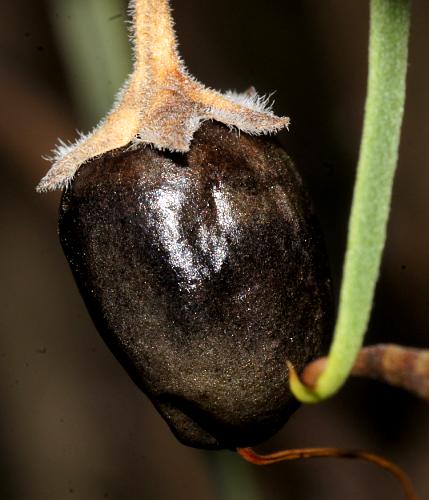 Weeping Emubush (Eremophila longifolia)