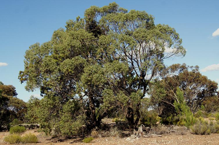 Sugarwood (Myoporum platycarpum ssp platycarpum)