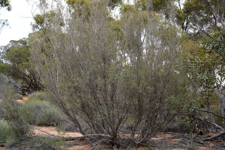 Dune Tea-tree (Leptospermum coriaceum)