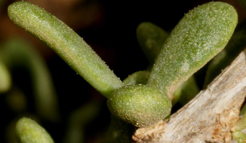 Australian Boxthorn (Lycium australe)