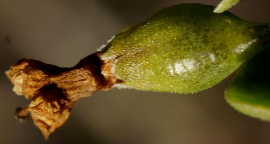 African Boxthorn (Lycium ferocissimum)