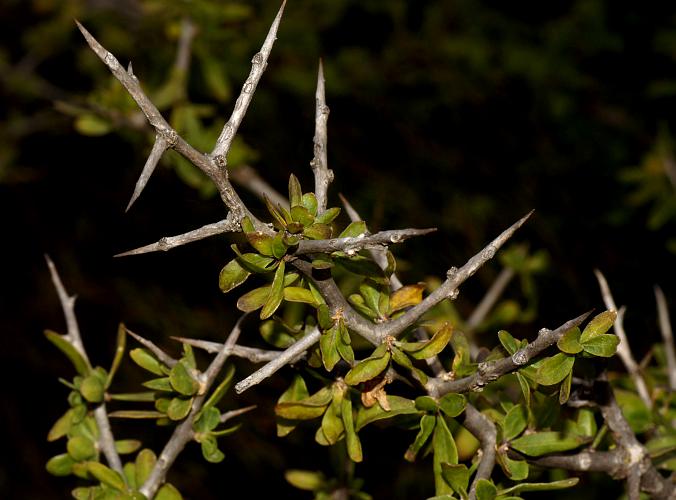 African Boxthorn (Lycium ferocissimum)