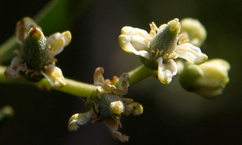 Nitre-bush (Nitraria billardierei)