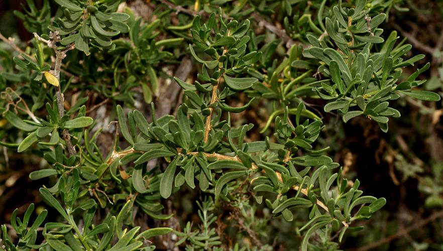 Nitre-bush (Nitraria billardierei)