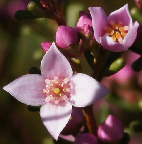 Desert Boronia (Boronia inornata ssp leptophylla)