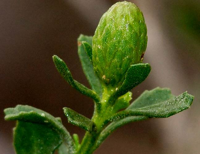 Crinkle-leaf Daisy-bush (Olearia calcarea)
