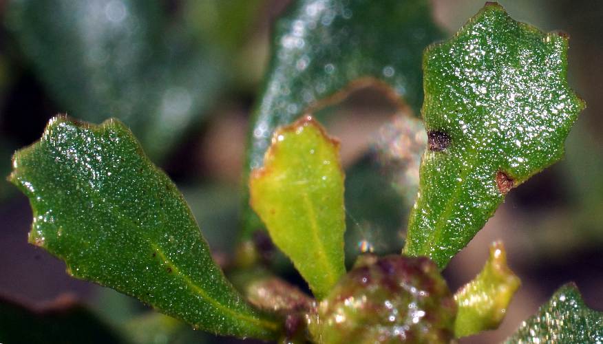 Crinkle-leaf Daisy-bush (Olearia calcarea)