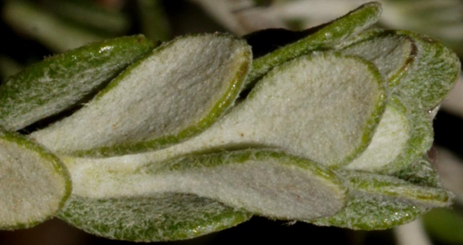 Pimelea Daisy-bush (Olearia pimeleoides ssp pimeleoides)