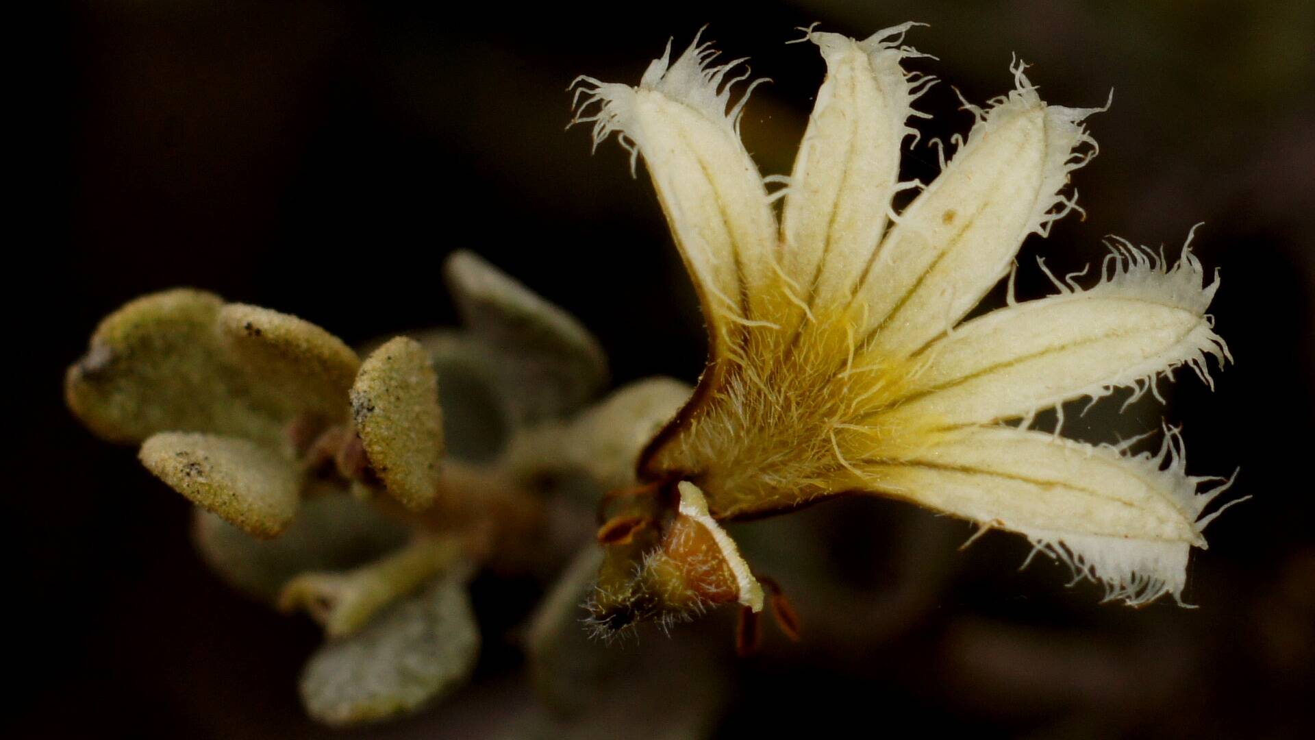 Spiny Fan-flower (Scaevola spinescens)