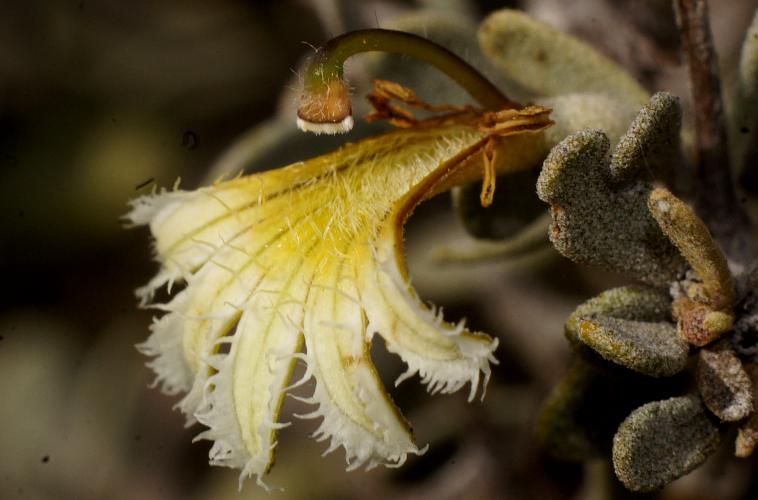 Spiny Fan-flower (Scaevola spinescens)
