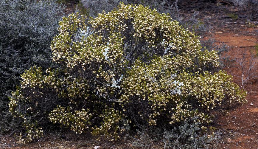 Mueller's Daisy-bush (Olearia muelleri)