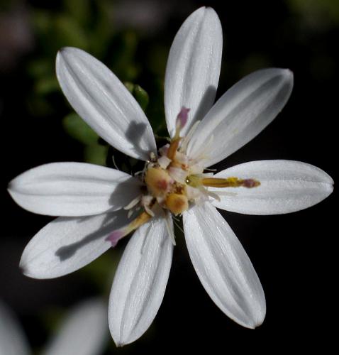 Short-leaf Daisy-bush (Olearia brachyphylla)