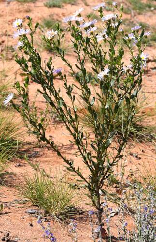 Azure Daisy-bush (Olearia rudis)