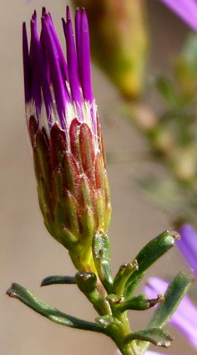 Splendid Daisy-bush (Olearia magniflora)