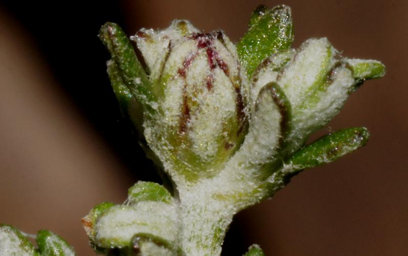 Short-leaf Daisy-bush (Olearia brachyphylla)