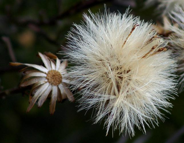 Splendid Daisy-bush (Olearia magniflora)