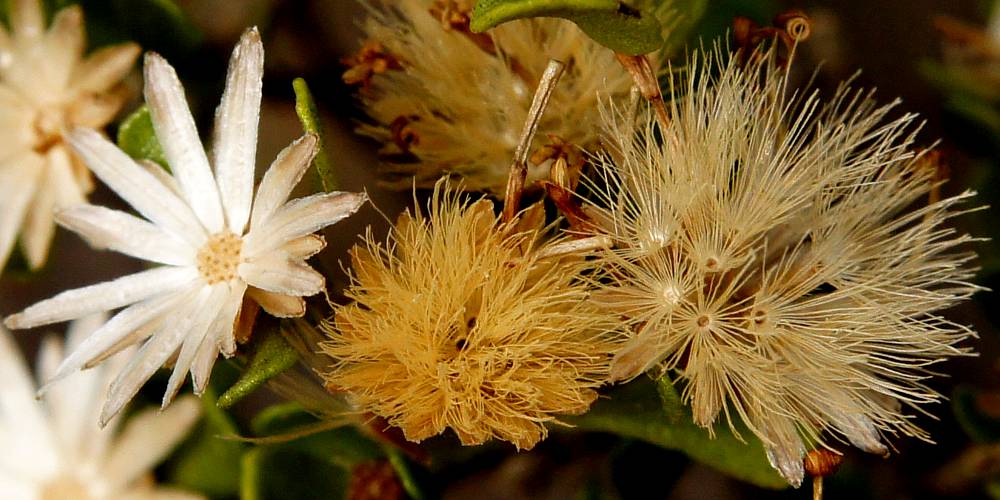 Mueller's Daisy-bush (Olearia muelleri)