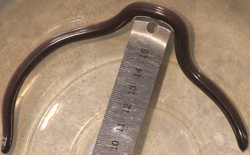 Southern Blind Snake (Anilios bicolor)