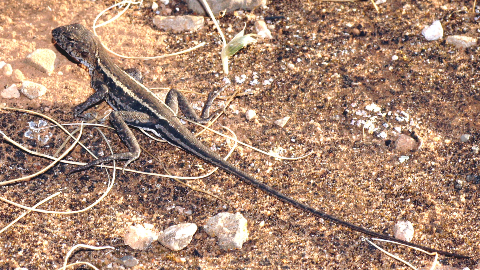 Triodia Dragon (Ctenophorus spinodomus)
