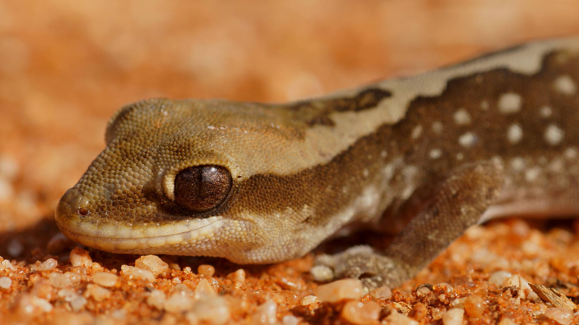 Ranges Stone Gecko (Diplodactylus furcosus)