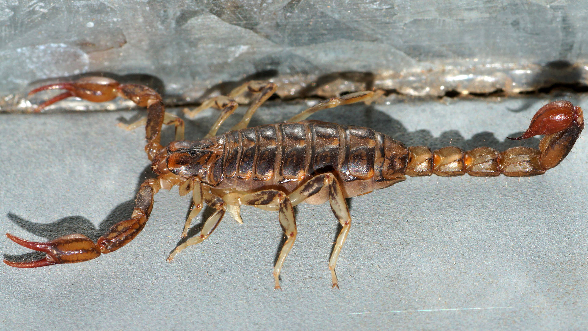 Wood Scorpion (Cercophonius kershawi)