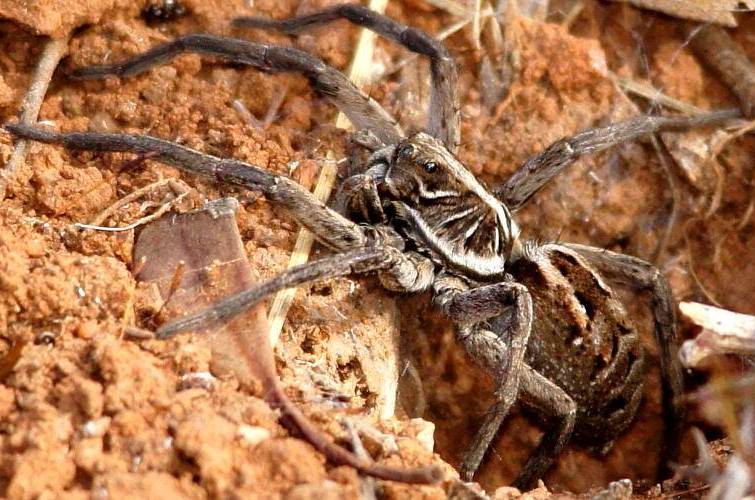 Wolf Spider (Tasmanicosa cf sp)