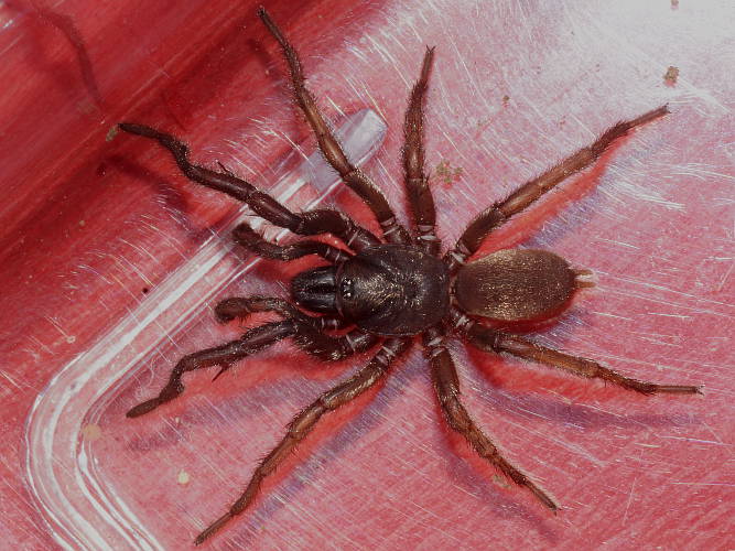 Golden Wishbone Spider (Aname sp ES02)