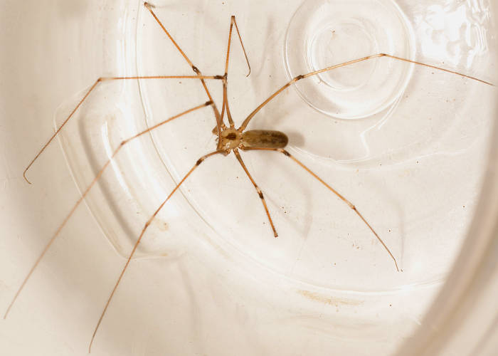 Long-bodied Daddy Long-legs (Pholcus cf phalangioides)
