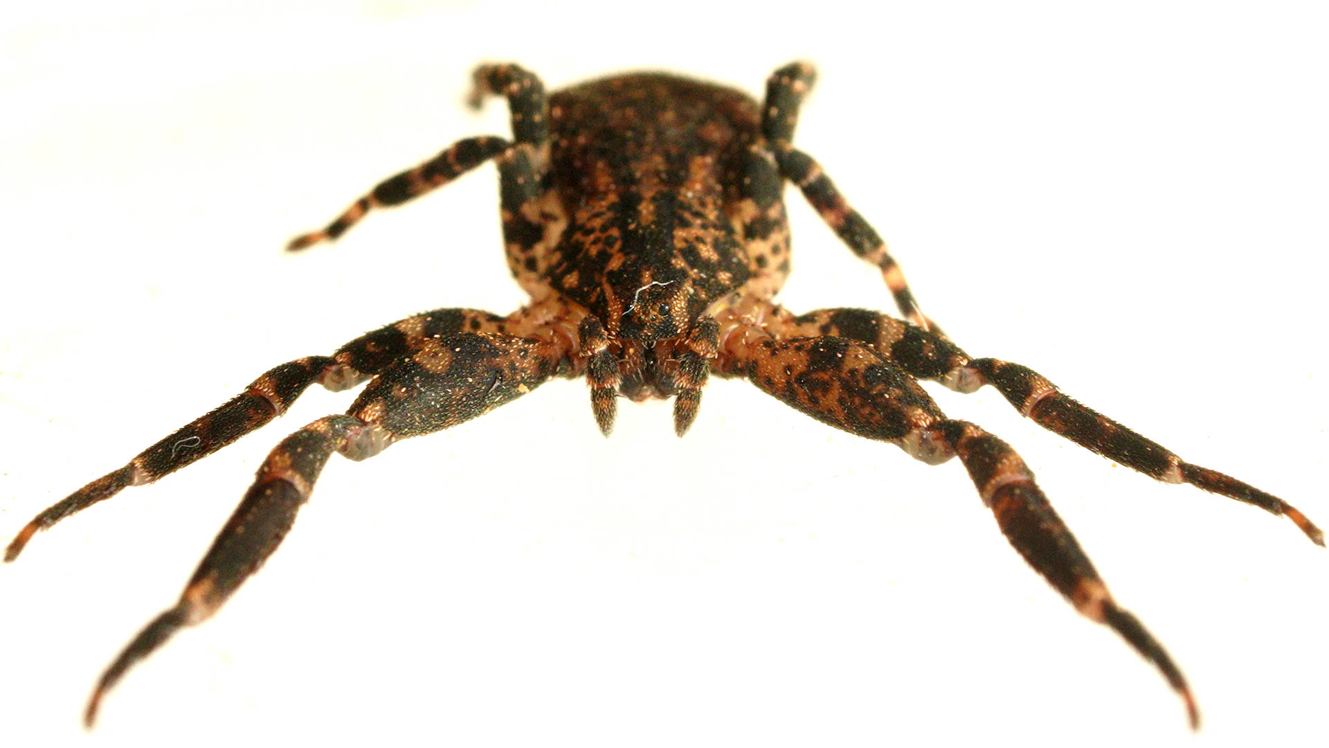 Similar Bark Crab Spider (Isala similis)