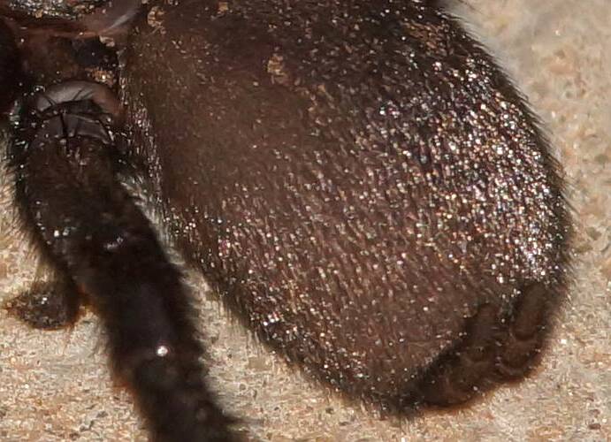Black Wishbone Spider (Aname sp ES01)
