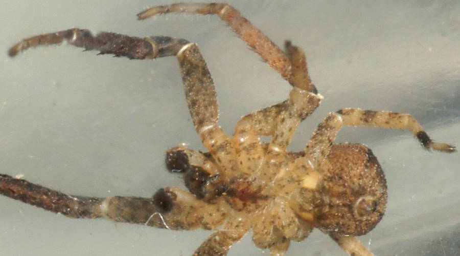 Undescribed Bark Crab Spider (Isala sp ES01)