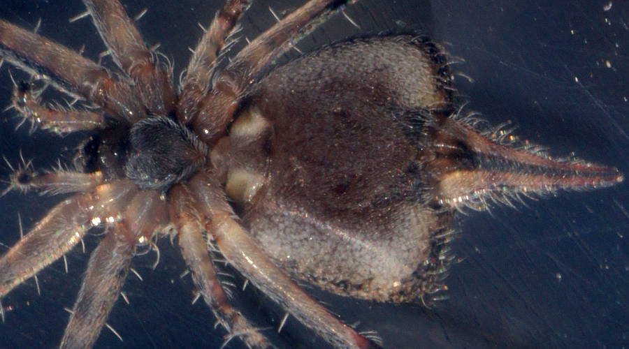 Two-tailed Spider (Tamopsis sp ES01)