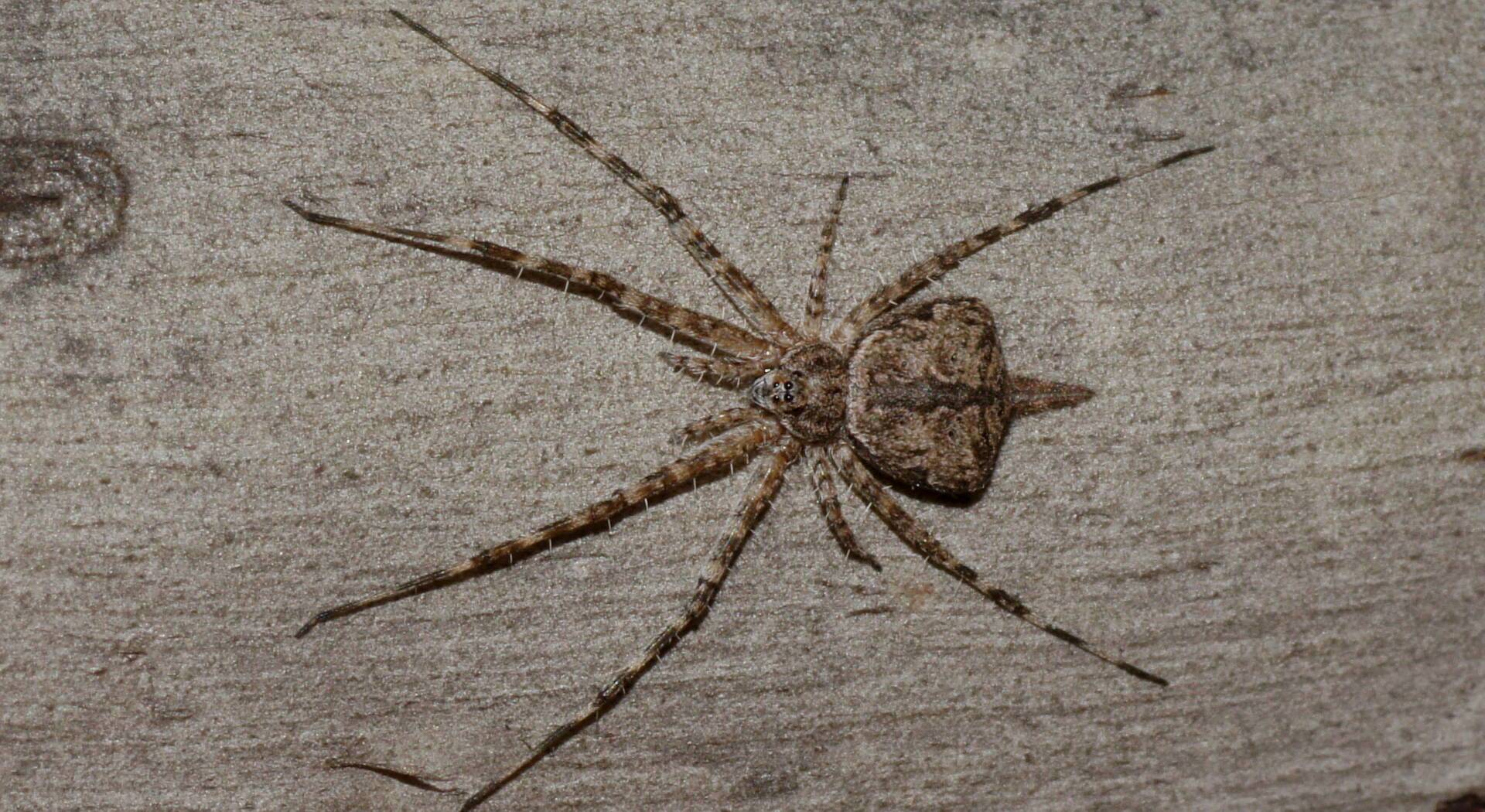 Two-tailed Spider (Tamopsis sp ES01)