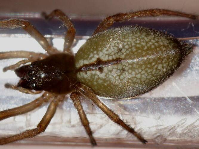 Striped Sac Spider (Cheiracanthium sp ES01)