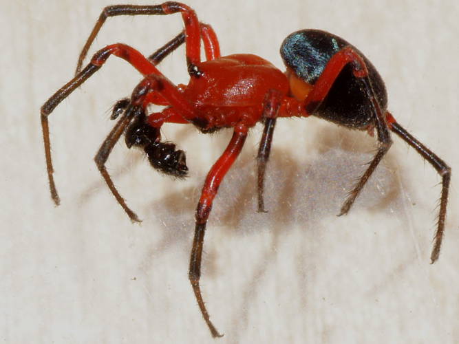 Red & Black Spider (Nicodamus cf peregrinus)