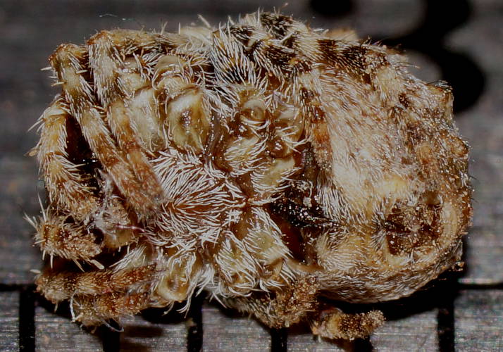 Knobbly Orb-weaver (Eriophora cf pustulosa)