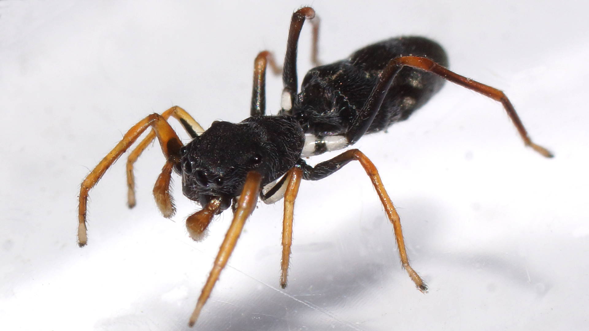 Ant-mimicking Jumping Spider (Myrmarachne cf luctuosa)
