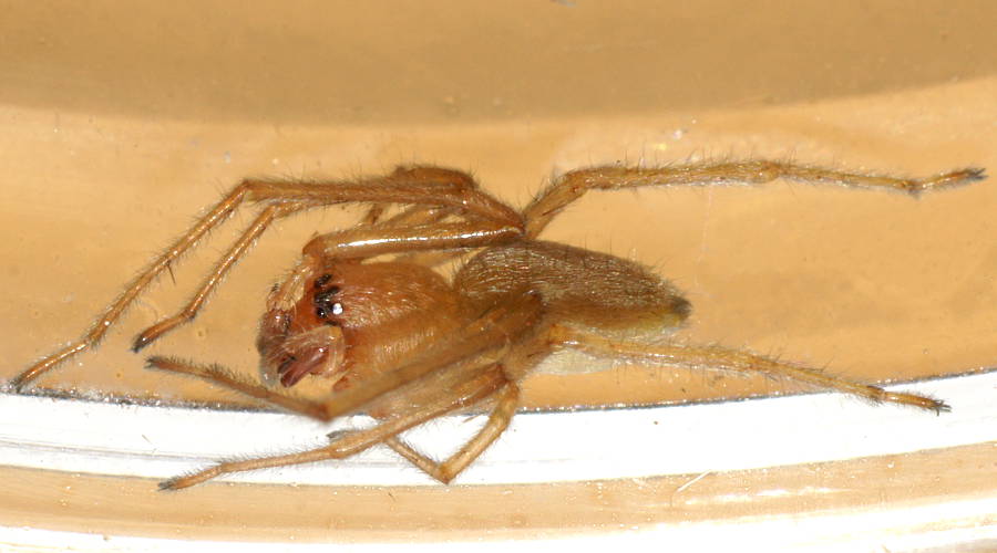 Long-legged Sac Spider (Cheiracanthium sp ES02)