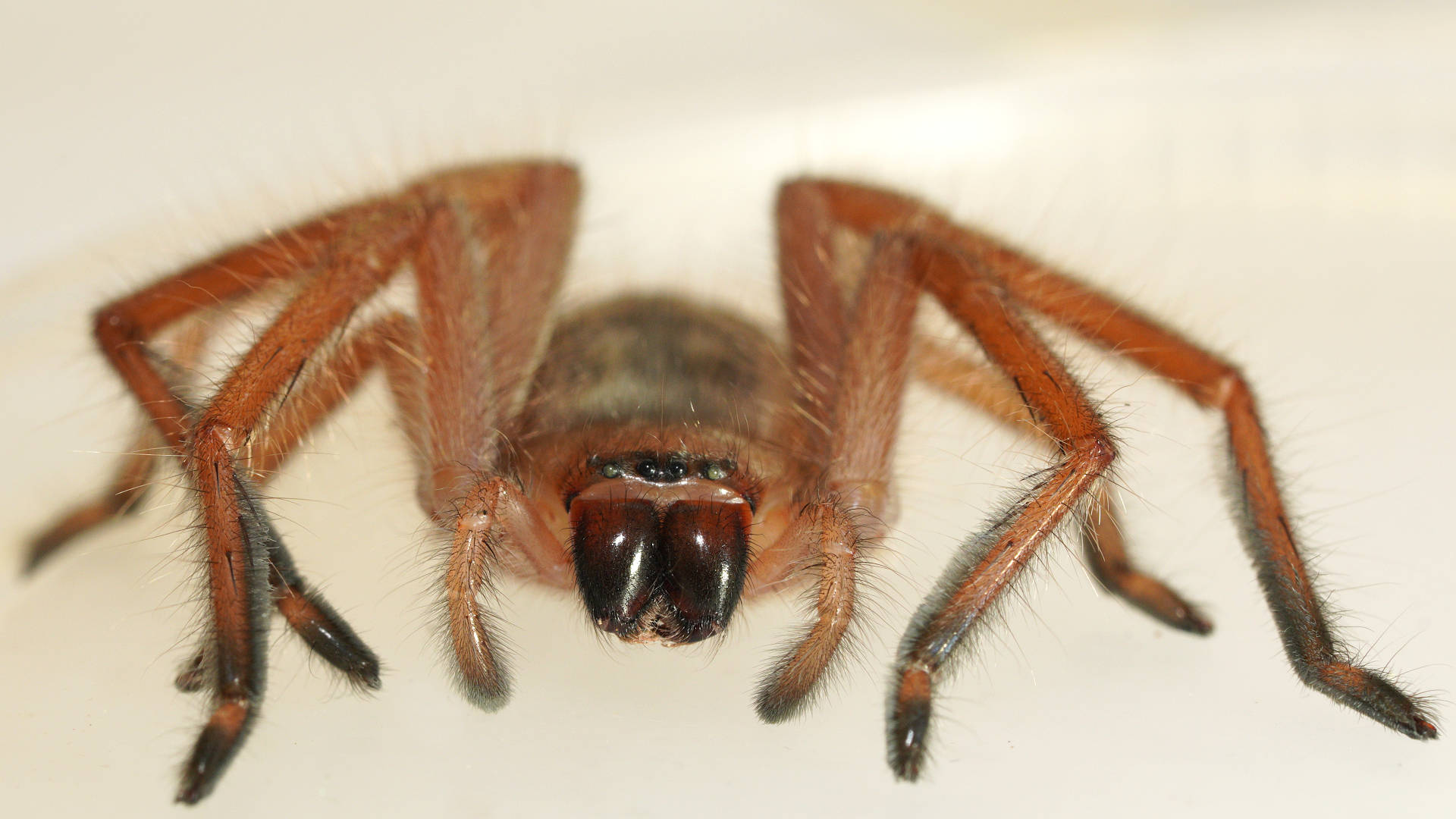 Social Huntsman Spider (Delena cancerides)