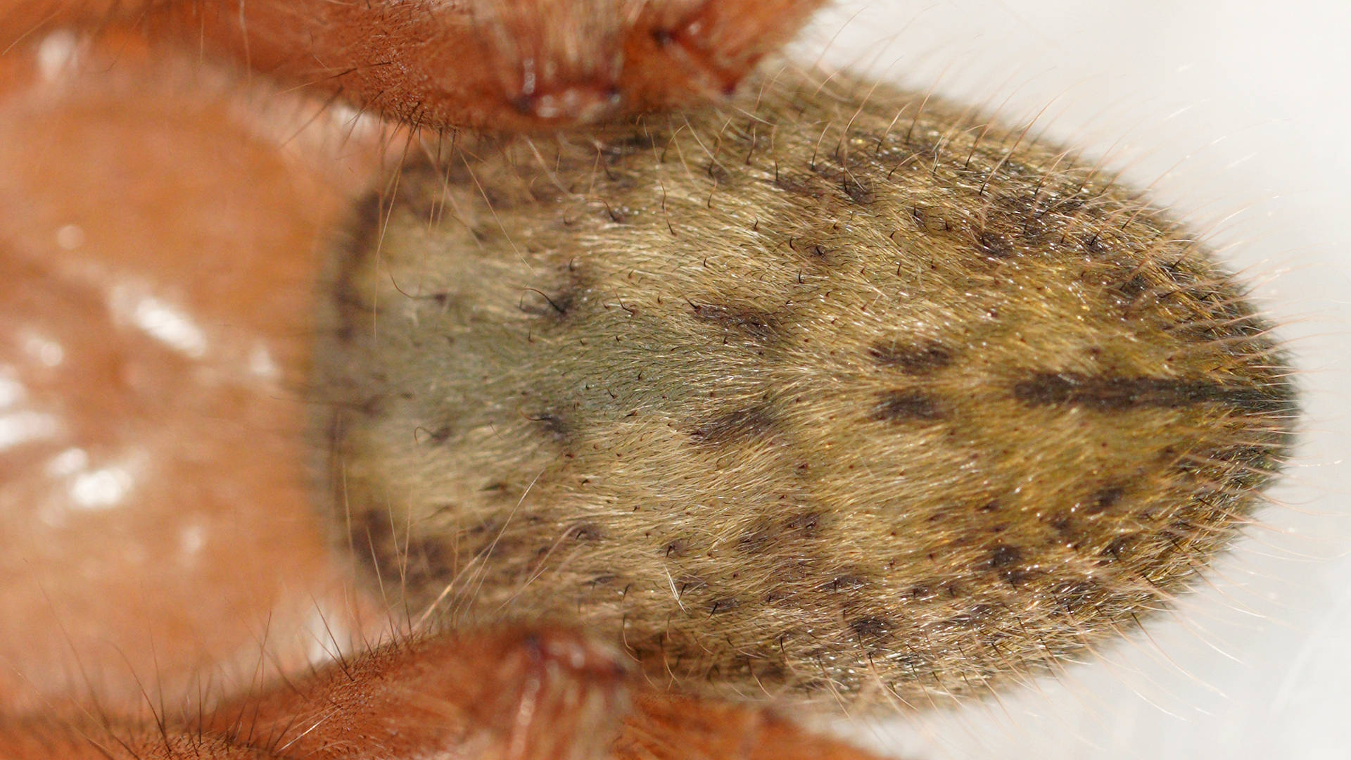 Social Huntsman Spider (Delena cancerides)