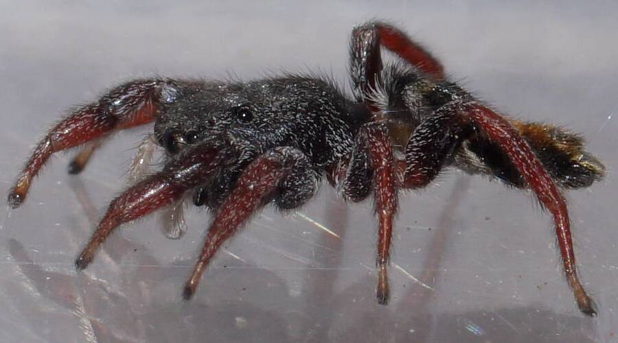 Jovial Jumping Spider (Apricia jovialis)