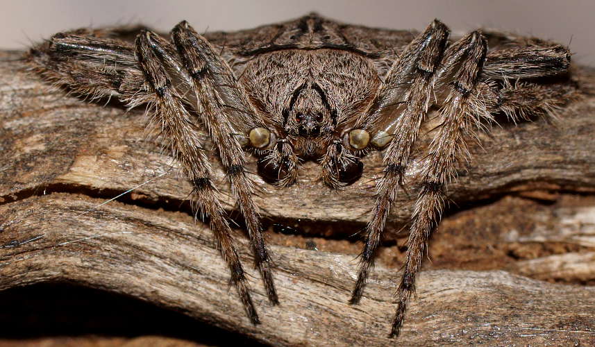 Black-striped Wrap-around Spider (Dolophones sp ES01)