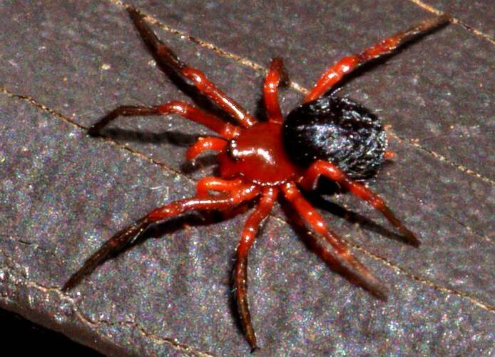 Red & Black Spider (Nicodamidae sp)
