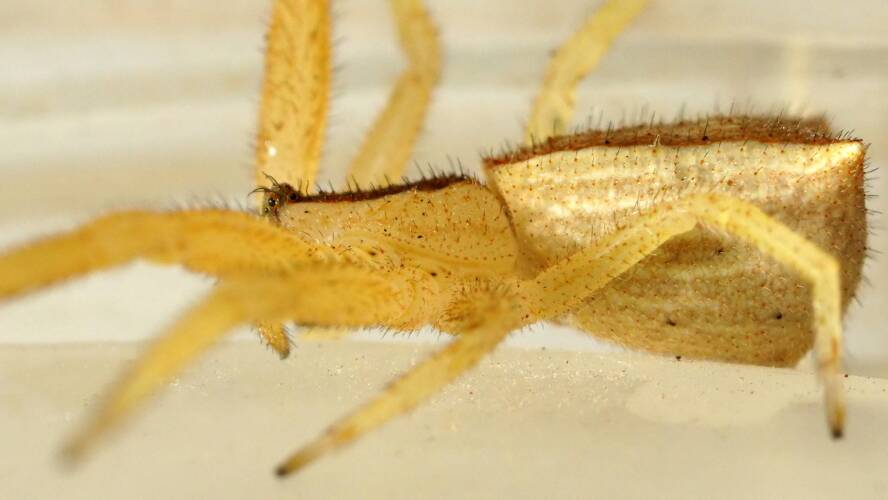 Trapezoid Crab Spider (Sidymella trapezia)
