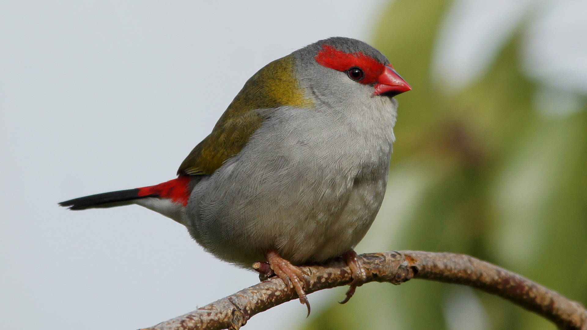 Red-browed Firetail (Neochmia temporalis ssp temporalis)