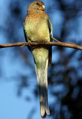 Mulga Parrot (Psephotellus varius)