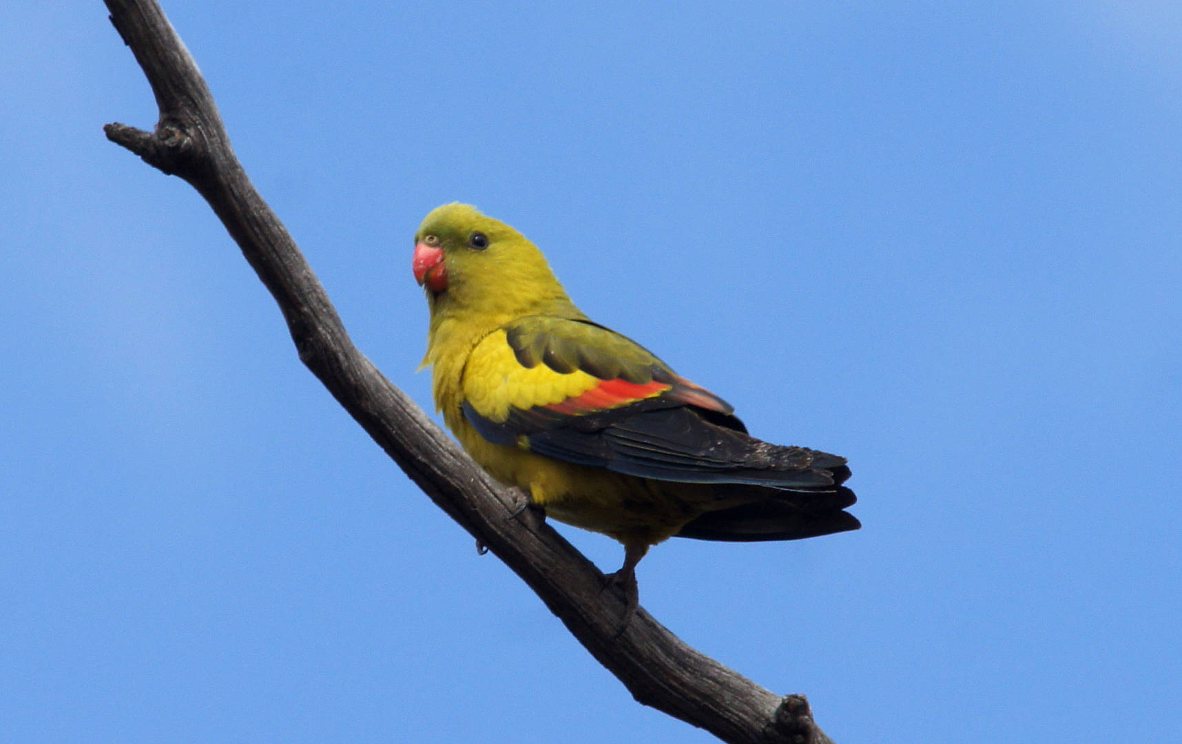 Eastern Regent Parrot (Polytelis anthopeplus ssp monarchoides)